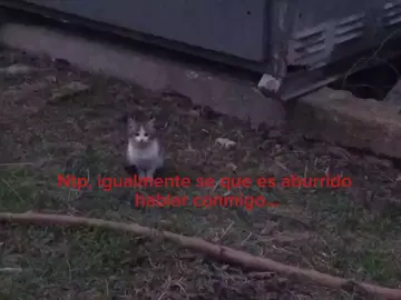 lo se... #fyp #viral #tiktok #lentejas #pinchetiktokponmeenparati #desamor #amor #...@TikTok 