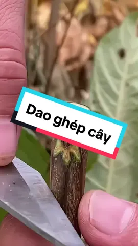 Dao Ghép Cành Triết Cành #ghepcaycanh #daoghepcanh #daoghepcay #daoghepcanhcaybonsai 
