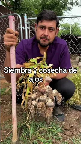 Te enseñanos a plantar y cosechar ajos 🧄😎😁#interesante #huerto #fyp #planta #cosecha 