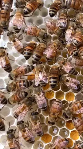 Watch the bee with the yellow pollen pants! 😍 This is how bees offload pollen. She uses a little spur on her middle legs to spear to pollen basket and knock it off into the cell. 💛 A reminder for beeks in the northern hemisphere, hives are building up and spring management needs to be done 💪 #beesarecool #pollenpants #pollen #welovebees