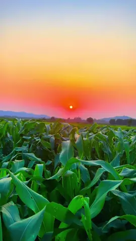 Thay vì lên thành phố nhìn ô tô,toà nhà sao ko tận hưởng mùi hương ngào ngạt của cánh đồng ngô và hoàng hôn quê nhà..#quêhương #trending #DũnghồnQuê #CapCut #longervideos #theanh28 #xuhuong #hoanghon #theanh28 