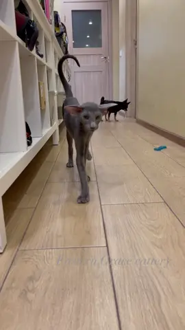 Negoša🦇Q-Bert котомодели)))) #eastern_grace_cattery #catlover #cats #catsoftiktok #кошка #котик #рекомендации #хочуврек #хочуврекомендации #oriental #cat #catsvideo #peterbald #петерболд 