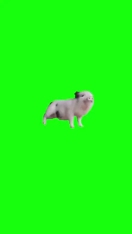 Pig Dancing to Funkytown | Green Screen #pig #pigmeme #dance #memes #viral #fyp #funny #Funnyvideos #tiktokusa #tiktok #usa