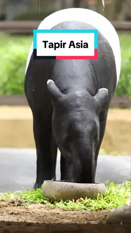Temui Yuni, si Tapir Asia di Bali Zoo✨ Nantikan banyak fakta menarik darinya🫢🫣 #BaliZoo #ExploreBaliZoo #TapirAsia #Tapir 