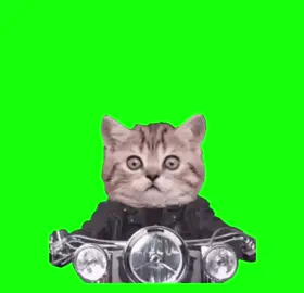 #猫ミーム #猫ミーム素材 #猫マニ#ねこマニ #おすすめ #fyp #ねこ #猫 #猫可愛い #猫ミーム日常 #fypシ #猫素材 #catmeme #バイク 