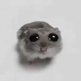 HD version of Singing Mouse 😎#fyp 