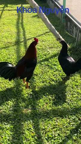 Quá đẹp cho cặp đôi này 😍😍😍#xuhuong #xuhuongtiktok 