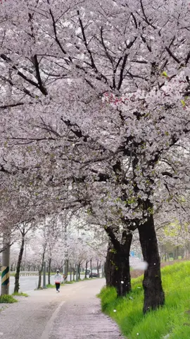 Sakura berguguran #cherryblossom #sakura