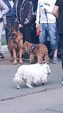 El perro más rápido de Bolivia🥵 #bolivia #perrotón #mascotas #competencia 