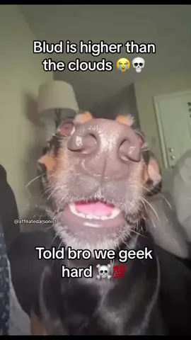 blud in another world #fyp #dog #blud #donpollo #billcollector #funny 