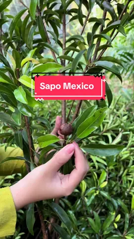 Sapo Mexico ( Hồng Xiêm Mexico ) cây chịu hạn dễ trồng nhanh trái 🥰🪴#vuacaygionghuyenlinh #caytrongchau #sapomexicotiengiang #hongxiemmexico 