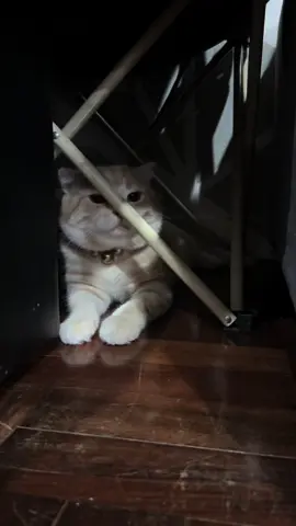 #แมว #แมวส้ม #สก็อตติชโฟลด์ #cat #แมวน่ารัก #แมวอ้วน #แมวดื้อ #แมวตลก #คลิปเด่นวันนี้ #catsvideo 