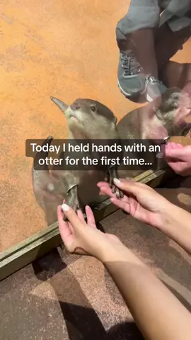 I now want to hold hands with an otter 🦦🥺 #Pubity (@Roxana)