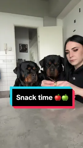 Snack time 🍎🍏 #rottweiler #canecorso #apple #snack #fruits 