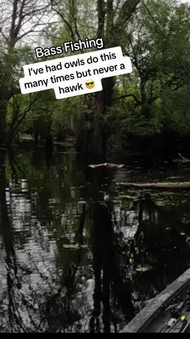 Ever see this while fishing?? 😎 #fishing #bassfishing #fishtok #cruzelouisianaoutdoors #hawk 