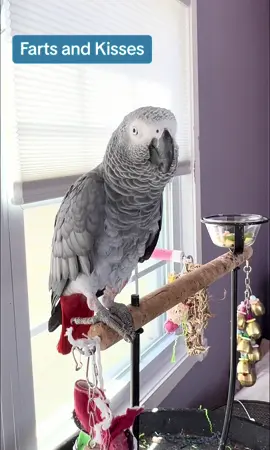 Symon says: Farts and kisses💨💨💋💋 #babyparrot #congoafricangrey #africangrey #africangreyparrot #parrot #parrotsoftiktok #africanparrot #africanparrots #parrotsoftiktok #greyparrots #africangreysoftiktok #symonpapps #congoafricangreysoftiktok #cag #talkingparrots #talkingparrot #parrotlovers #parrotlife #funnyparrot #talkingbird #africangreylover #bird #funnyparrot #crazyparrot #Africangreyparrotsoftiktok #girlpower #cleverparrot #smartparrot #gas #kisses 