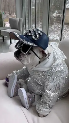 Skin's so bright you have to wear shades....😎💎🙌🏻 If you want to shine from the inside out then you need @Wellness Pet Food Shine Supplements for Skin & Coat support 💎🙌🏻😎 They help support skin health, inflammatory response, healthy gut flora and immune system activity! Link in my bio to shine like a BOSS! 😎💎🙌🏻 #ad #wellnesspet 