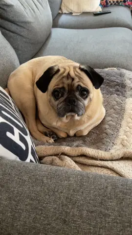 😭😭❤️😭❤️❤️😭😭❤️😭 the lil biscuit beans