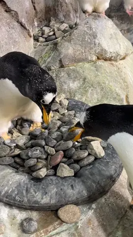 It’s not just a rock to Big T & Bug🐧 Our Gentoo penguin pairs are building their nests in preparation for breeding season! Big T & Bug will continue to exchange rocks until their nest is complete. 🥰🪨  #tennesseeaquarium #penguins #chattanooga #rocks #nest #couplegoals #trending 