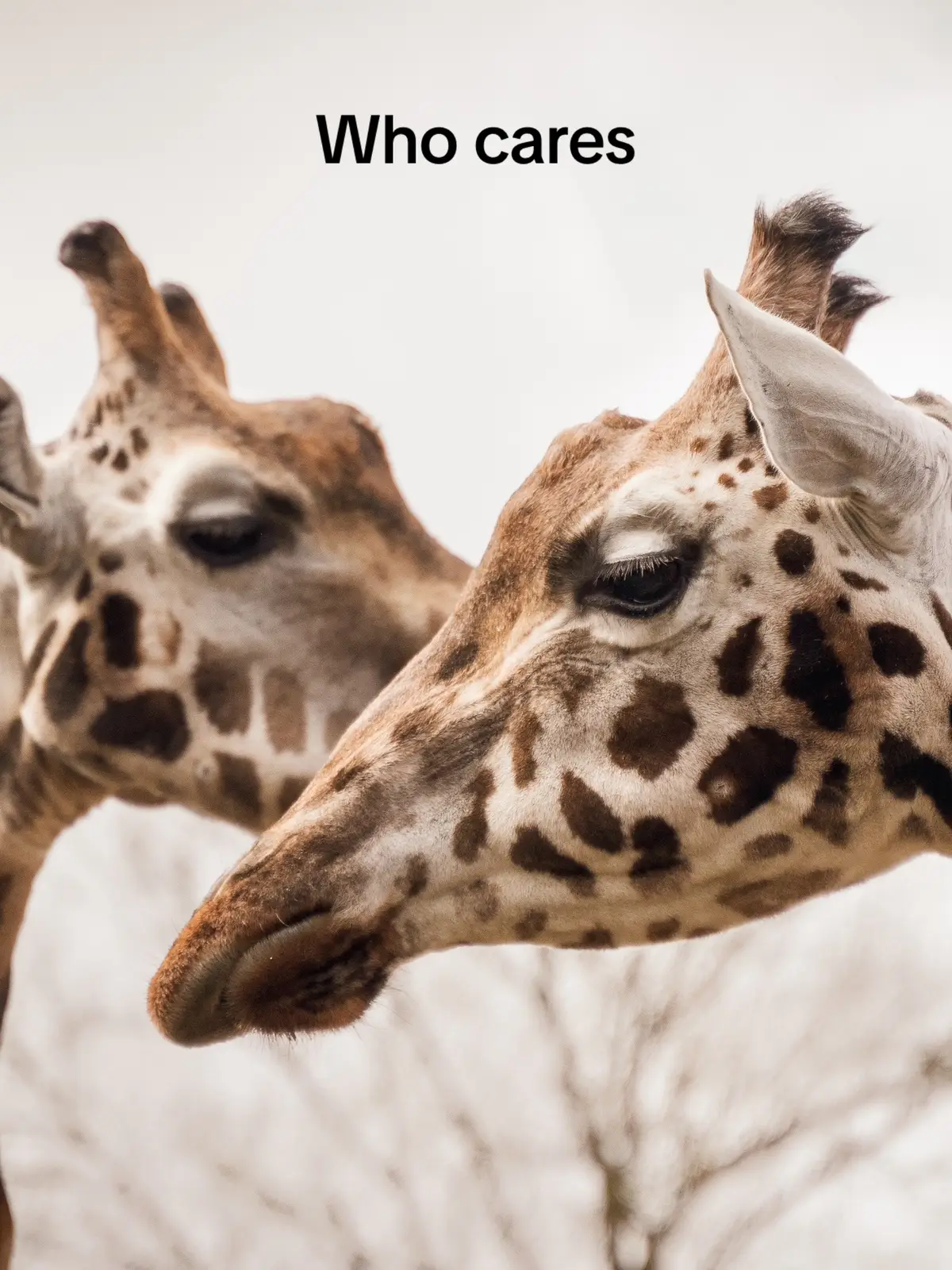 #photography #zoo #wildlife #photographer 