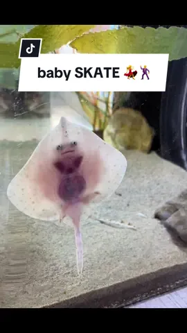 These are baby California skate pups! Skates are closely related to rays, although they do not have a stinging barb (stingrays have these spines for defense), and they are also oviparous--meaning they lay eggs while stingrays (viviparous) give live birth to their pups. In this video the skates are using their modified pelvic fins to “dance” 💙  
