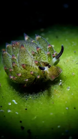 Sea bunnies🐰🌀 Videos by: @diveivanov #CapCut #shark #marinebiology #sealife #oceanlife #wildlife #sharkvideo #naturelover #fyp #oceanconservation #underwaterworld #explorepage #sharkweek #tiktoknature #marineconservation #savethesharks #sharklove #sharkfacts ##marineecosystem #sharkresearch #biodiversity #tiktokwildlife #oceanphotography #sharkdive #tiktokscience #savetheocean #discoverocean #oceanadventure #sharkeducation #ocean #sea #marinelife #marinelifeenthusiast #mantaray #dugong #manatee #seaturtle #turtle #fypシ #fypシ゚viral #fyp #coralreef #fish 