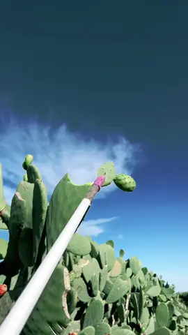 Satisfying ASMR Cutting Cactus 🌵 #cactus #cactuslovers #cactuscutting #cutting #satisfying #oddlysatisfying #asmr #fyp 