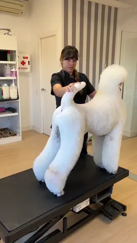 #cesar #canichegigante #standarpoodle #peluqueriacanina #grooming #terrierclip 