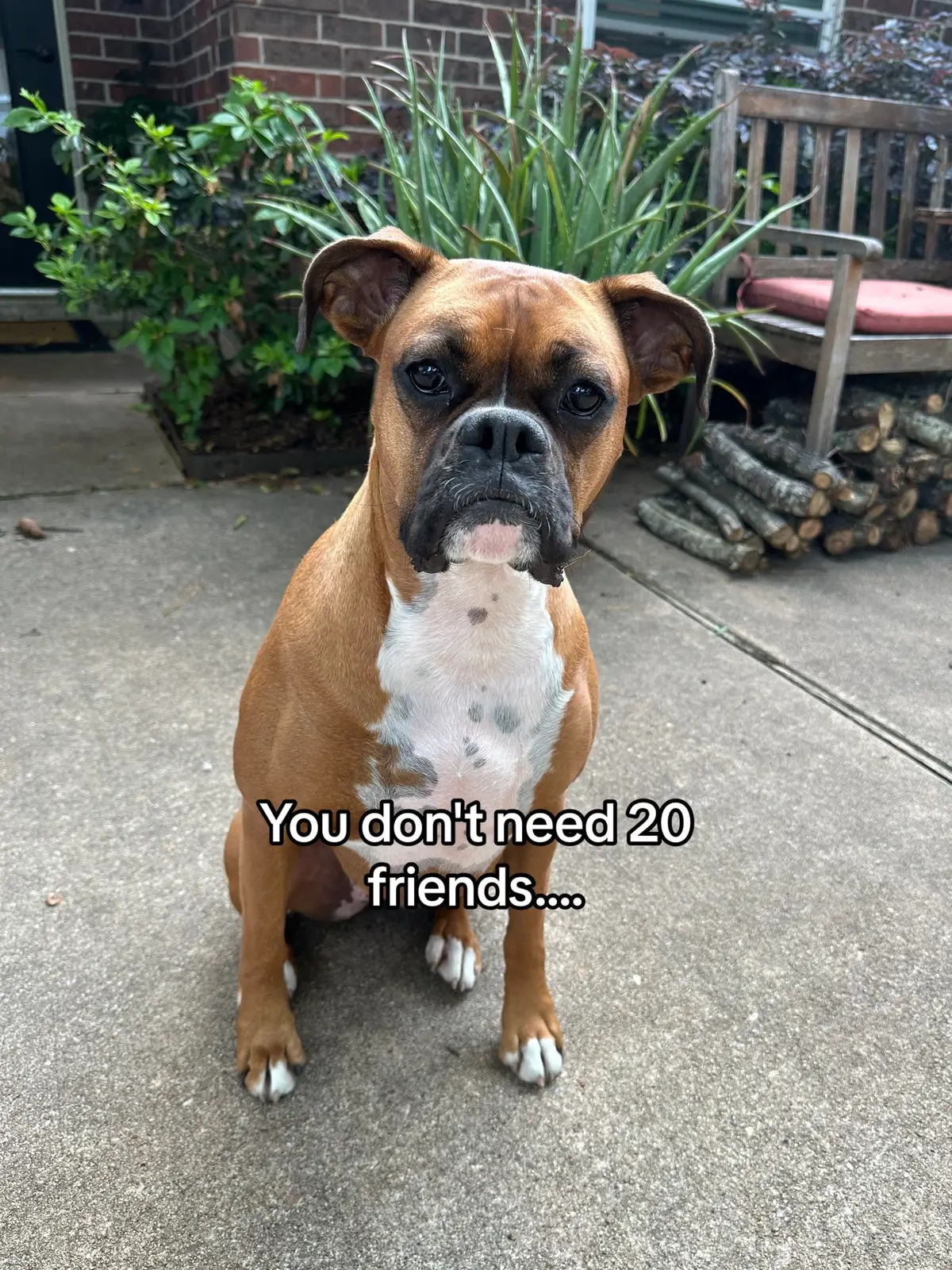 Sister power!!!🤩🩷🐾 #boxer #boxersoftiktok #boxerdog #boxerpuppy #boxerlove #dog #dogsoftiktok #fyp #sisters 