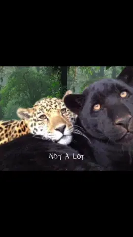 us in another universe #fyp #fy #explorepage #explor #nature #dogs #plant #adriennelenker #notalotjustforever #animals #Love #couples #duos #winxfactory 