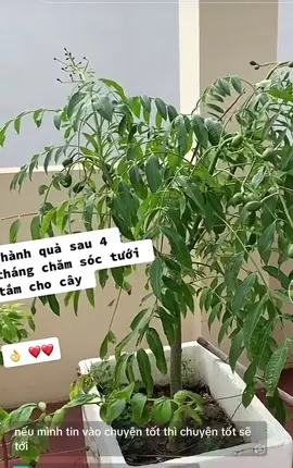 Cây cóc thái trồng chậu thùng xốp trên sân thượng #cocthai #cocthailun #cây #câygiong @Cây Trồng Giá Rẻ 