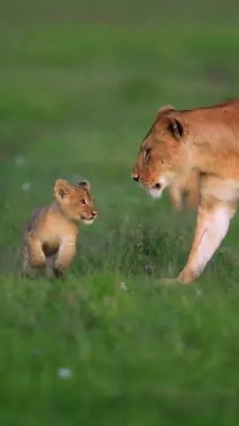 wonderful world #wildlife #foryou #fpy #animals #birds
