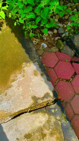 Pacarmu wes kok jak mrene ugung???? #pacitan #pacitanstory_ #pantaipidakanpacitan #mentahanvideo #storywa #jowostory #fyp #fypシ 