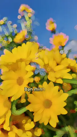 “Bạn sẽ ổn thôi nên hãy cứ vui lên mỗi ngày..” #mytam #bancuatoi #lyrics #music #nhachay #nghenhacvuive  #CapCut #chill 