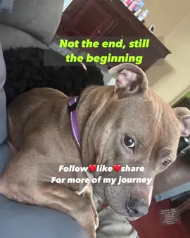 Adopted off a TX euth list. The real deal acclimating a rescue dog. We are getting there and we live her. Follow, like, & share for the next chapter. Check our our blog for pet parents www.tencatsfourdogs.com   #shelterpet #dogsoftiktok #pitbullsoftiktok #pitbull @Hope, Faith & Love Paws Rescue @Rescue Dog Army @Pitbullpuppys 