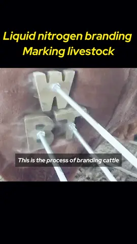 How to brand livestock?#trending #tiktok #fyp #foryou #Science 