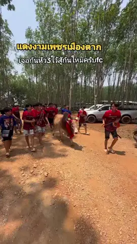 #แดงงามเพชรเมืองตาก #ฝากเอาขึ้นฟีดให้หน่อยครับ #กด💗ให้หน่อยนะ #โดนปิดการมองเห็นบ่อยมาก 