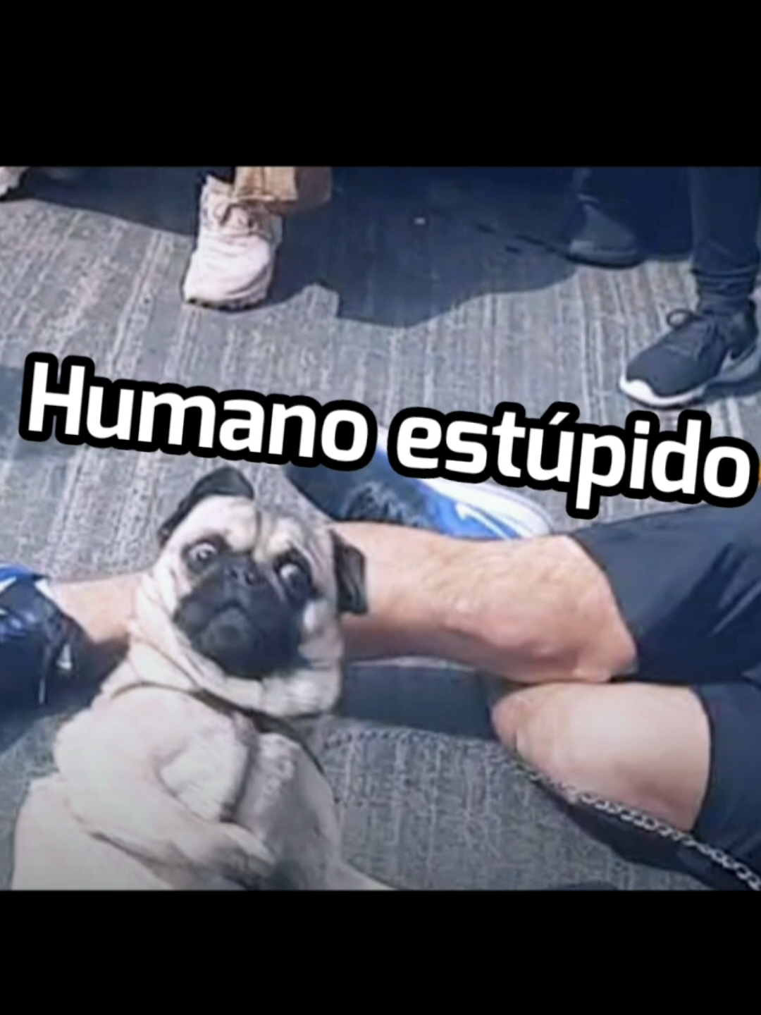 La caida del Pirulais #perritos #mascotas #carrera #maraton