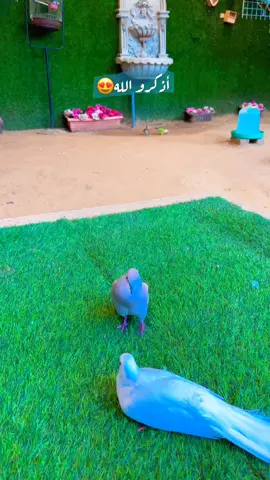 #منزل_أبومهند #محمية_أبومهند #محمية_الطيور #محمية_الطيور_الزينه_🕊 #fypシ #viral #الشعب_الصيني_ماله_حل😂😂 #ترند_تيك_توك #ترند_تيك_توك_مشاهير #اكسبور #اكسبور2022🤍 #أكسبوررررررررر💥💥💥💥💥💥🌟🌟🌟🌟🌟 