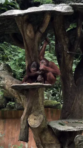 Witnessing wild life sanctuaries🫶 @Taman Safari Bogor  #safari #bogor #animal #kebunbinatang  #binatang #fyp #xyzbca #indonesia #aesthetic #cinematics  #cinematography #CapCut #wildlife 