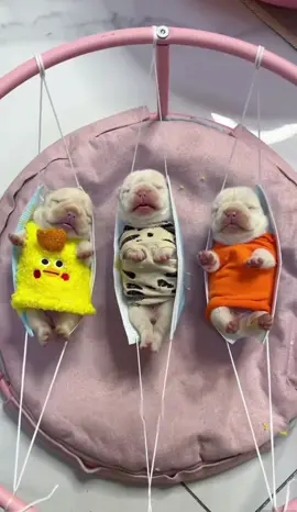 It’s Thursday again, tell your good friends #french #animals #pet #frenchies #pets #PetsOfTikTok #frenchiebaby #cute #cutepet #cutebaby #pup #frenchbulldog #puppy #puppy #frenchies #puppies #puppytiktok #frenchiepuppies #dog #doggo #frenchiepuppy #doglove #fun #funnyvideo #dogsoftiktok #fyp 