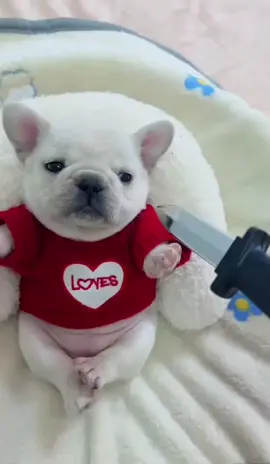 Let’s be a stepmother for a time  #french #animals #pet #frenchies #pets #PetsOfTikTok #frenchiebaby #cute #cutepet #cutebaby #pup #frenchbulldog #puppy #puppy #frenchies #puppies #puppytiktok #frenchiepuppies #dog #doggo #frenchiepuppy #doglove #fun #funnyvideo #dogsoftiktok #fyp 