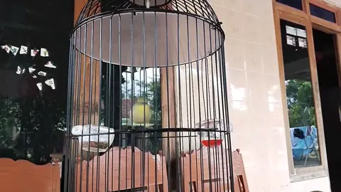 Masteran Pleci GAZA Nembak Sejalur#pleci #plecimania #pcmi #plecigacor #plecinembak #fyp 