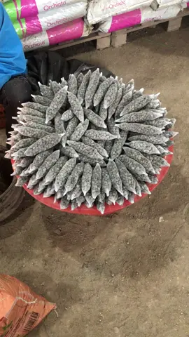 Combo 10 túi phân dê cho phong lan đã qua xử lý#bonsaidatviet #caycanh #dungcubonsai #vattunongnghiep #hoalan #phanbon 