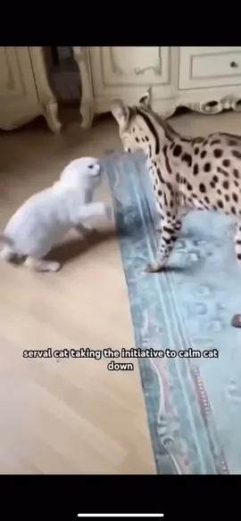 serval cat makes peace with smaller cat  #🐱#🐰 