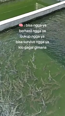 masih banyak ombak yg lebih besar di depan sana,semangat☺️ #ternaklele #ikanlele #budidayalele #petanilele #pengusahamuda #petanimilenial #lelesehat #fypシ #bosmuda😎 #lelekonsumsi #tebarpadatlele #peternakmuda #suksesmuda 