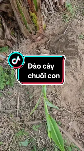 Đào cây chuối con về trồng, dễ hay khó  #loanlamvuon  #master2023bytiktok  #lamvuon #xuhuong #garden #trongcay 
