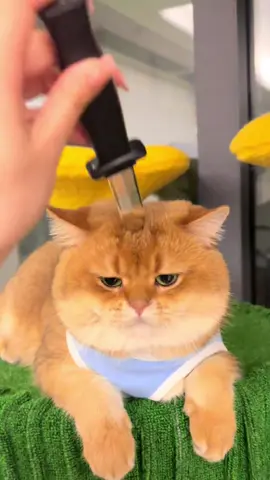 Oscar winner#cutecat #catsoftiktok #meow #angrycat #funnycat #fyp #funnyvideos 