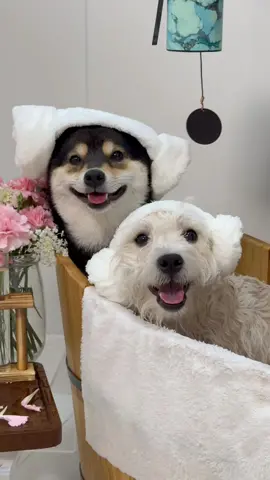Manyu Xiaobai Spa Day! #dogsoftiktok #cute #littlemanyu #shiba #shibainu #asmr #westie 