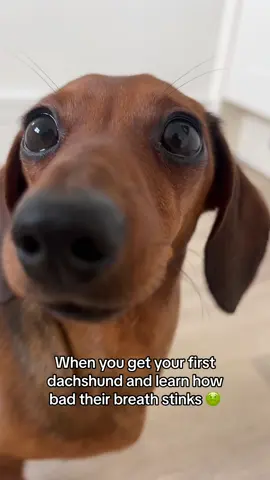 🤢 #trending #fyp #dogsoftiktok #miniaturedachshund #miniaturedachshundpuppy #sausagedog #dachshundsoftiktok #badbreath 